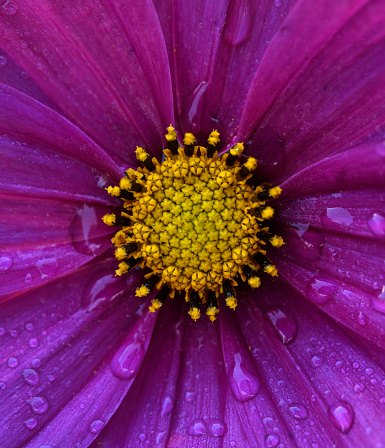 The center of a cosmos flower up close.