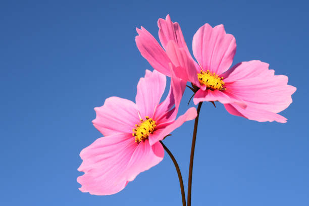 Two Cosmos flowers with blue sky in the background