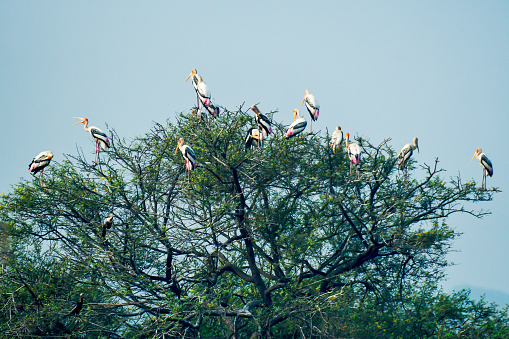 Painted Stork shelter on the top of the tree in Khijadiya Bird Sanctuary. Gujarat. India.