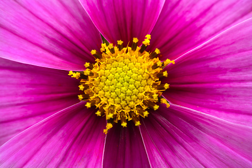 Overhead macro view of water droplets on the petals of a pink chrysanthemum