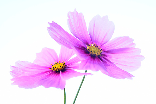 Two cosmos flowers on White background