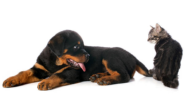 istock puppy rottweiler and kitten 186498432