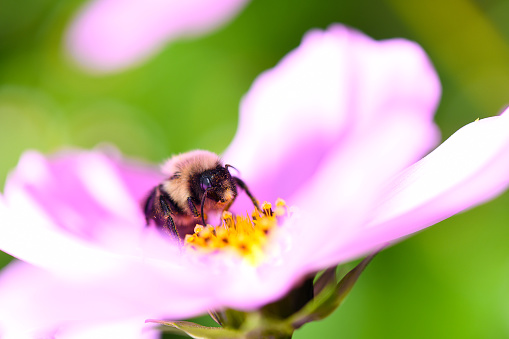 A bee collecting the nectar from a cosmos flower.