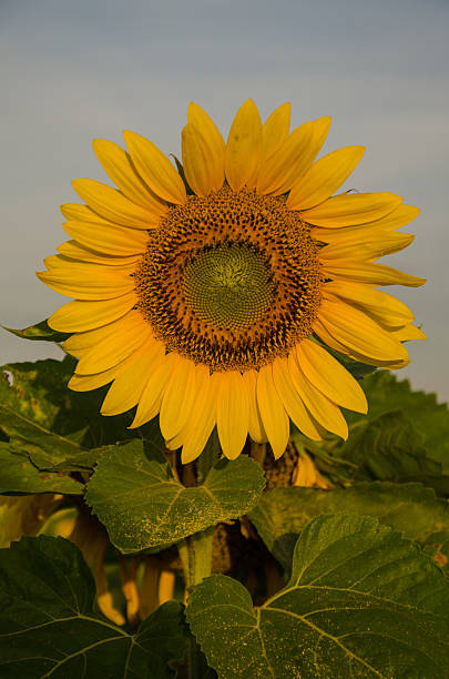 Cтоковое фото Солнечный желтый подсолнух