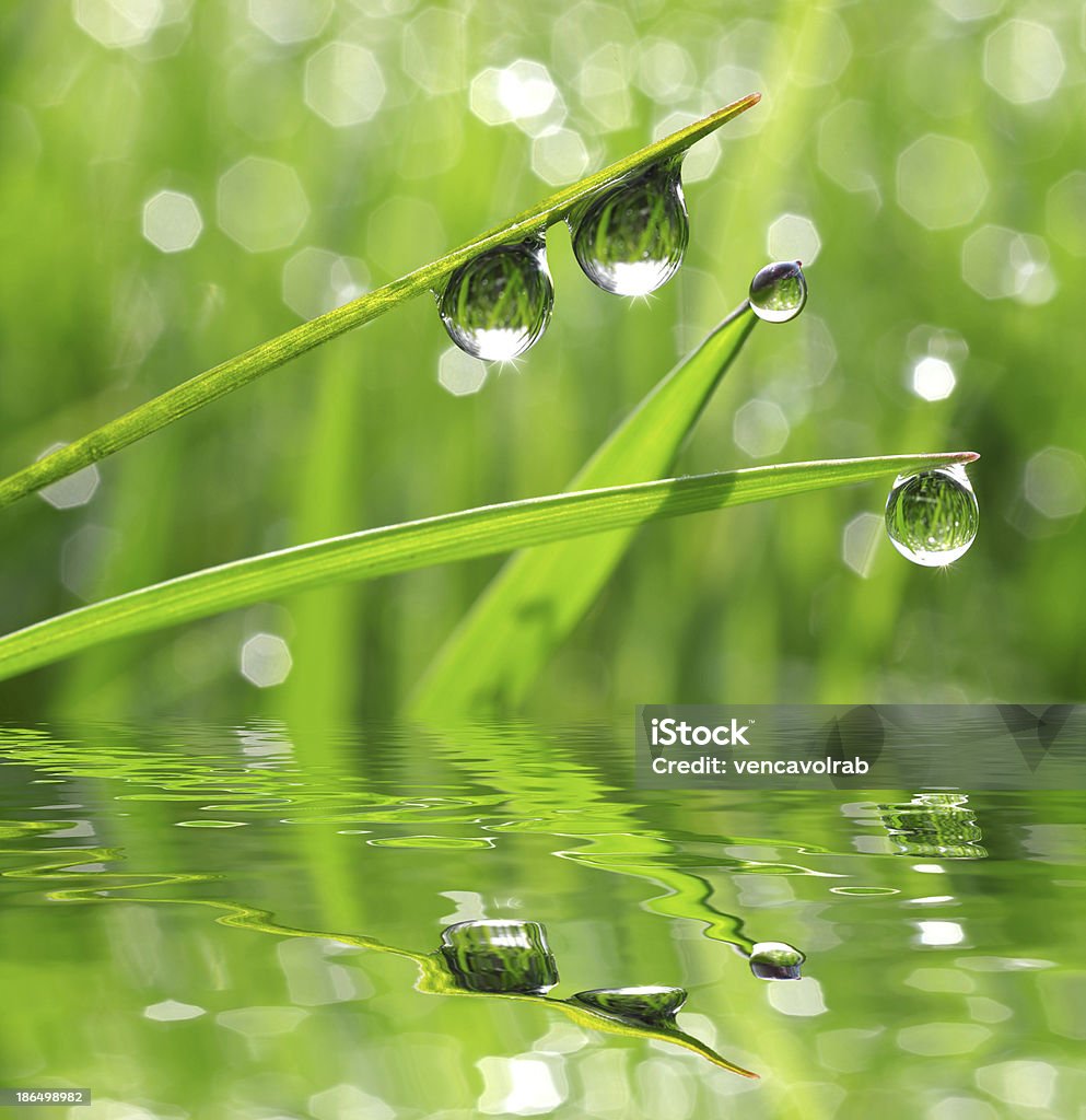 Dew Drops Stock Photo - Download Image Now - Beauty In Nature ...