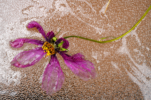 A single wilted Cosmos flower on a glass table covered in rain water.