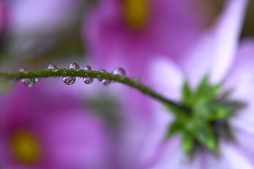 A series of drops on the stem of Cosmos flower.