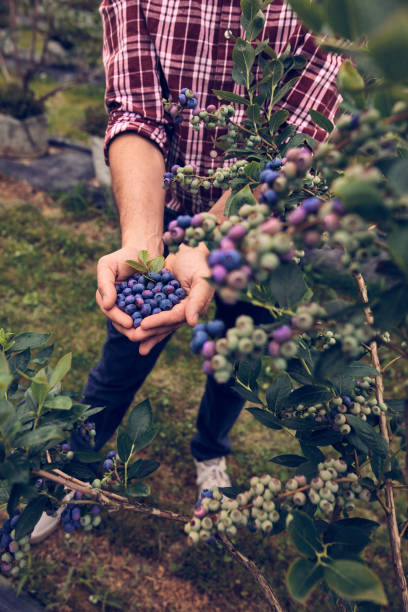 istock Male holding fresh blueberries on a farm. 1864999931