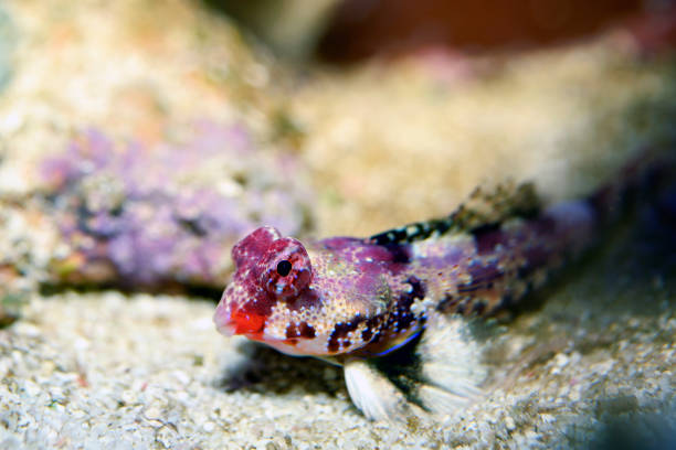 istock Scooter Blenny ,Scooter Dragonet 1865004264