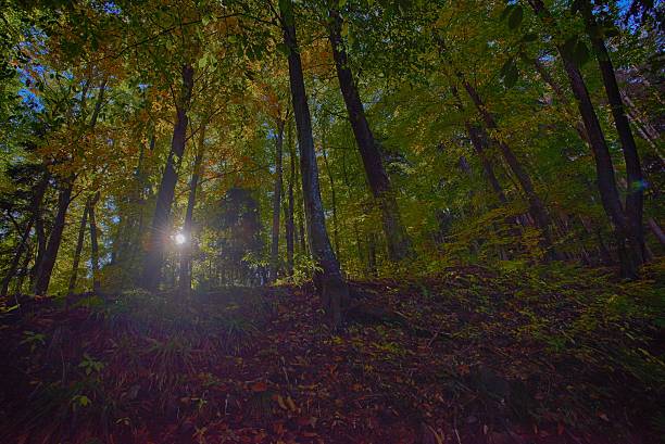 jesień las w tryb hdr - leaf autumn leafes tree zdjęcia i obrazy z banku zdjęć