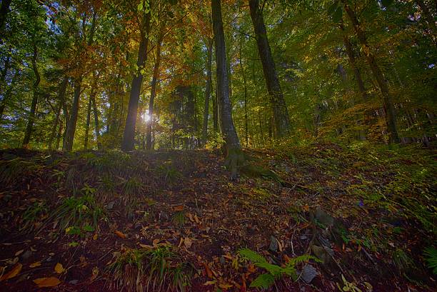 jesień las w tryb hdr - leaf autumn leafes tree zdjęcia i obrazy z banku zdjęć