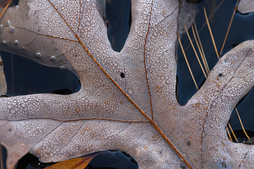 Many tiny drops on an oak leaf.