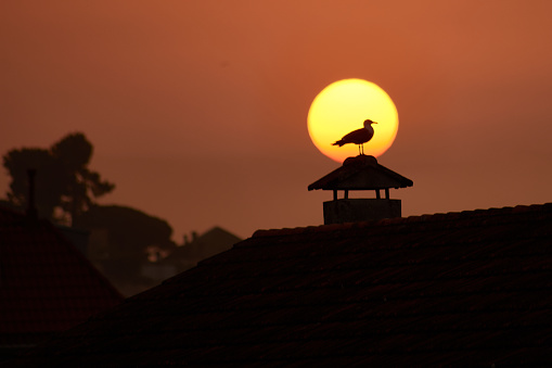 In Bayonne, a seagull rests on a chimney while the sun begins to set, creating a very beautiful image
