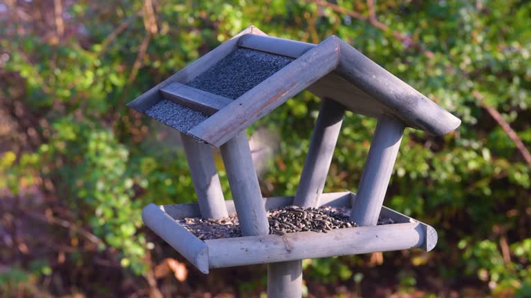 Bird feeder in garden