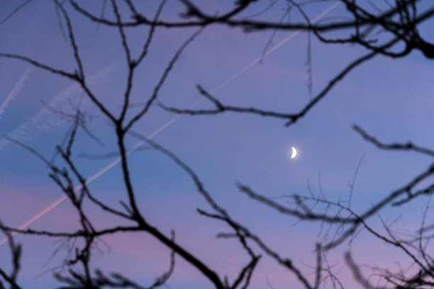 Bright Moon in the sunset sky December 2023: Half Moon in the sky surrounded by tree branches mondlicht stock pictures, royalty-free photos & images