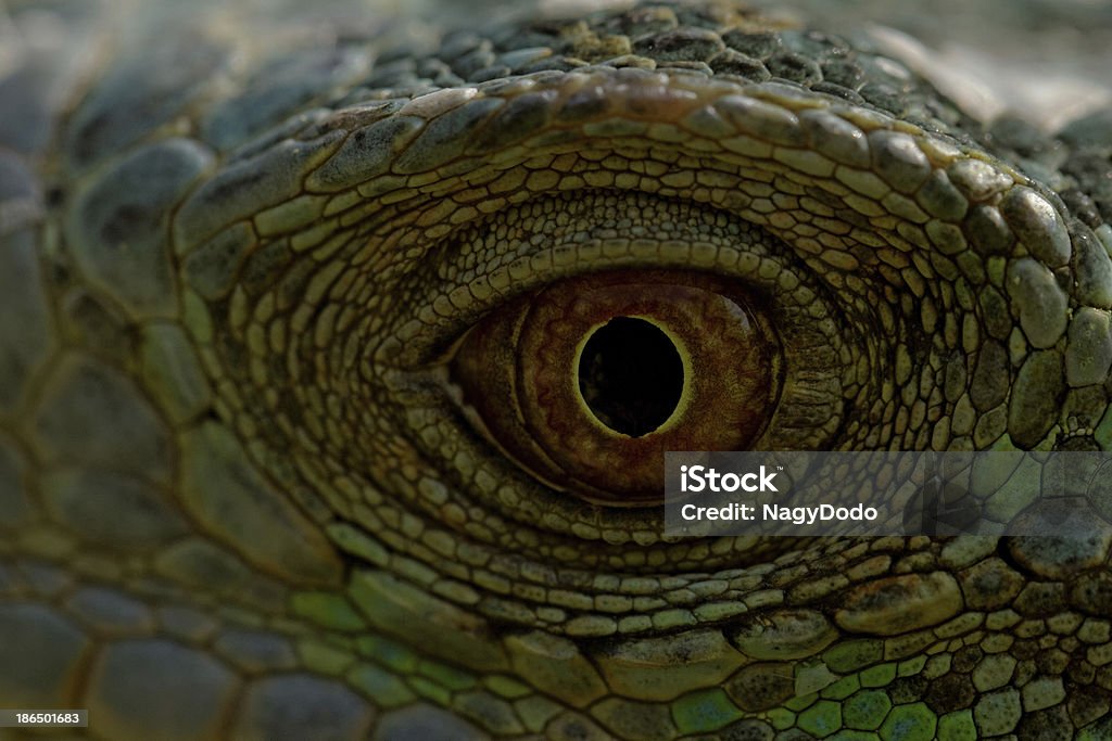 Grüner Leguan eye - Lizenzfrei Augapfel Stock-Foto