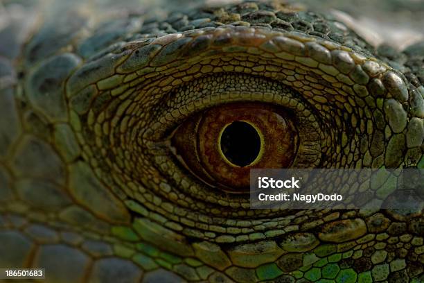 Iguana Verde Ojo Foto de stock y más banco de imágenes de Aire libre - Aire libre, Aislado, Amarillo - Color