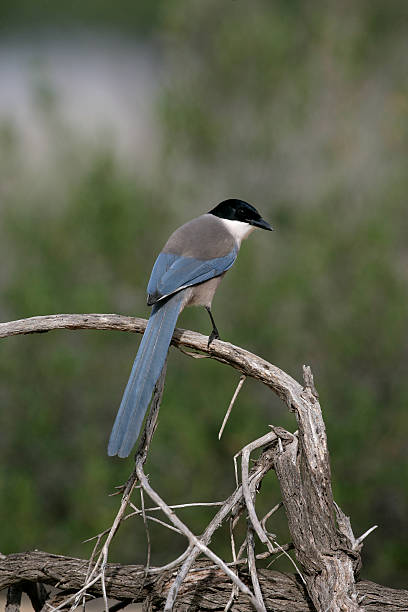 istock Azure-winged magpie, Cyanopica cyana 186501687