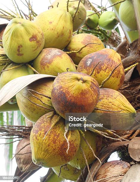 Foto de Coco Na Árvore e mais fotos de stock de Agricultura - Agricultura, Alto - Descrição Geral, Cena Rural