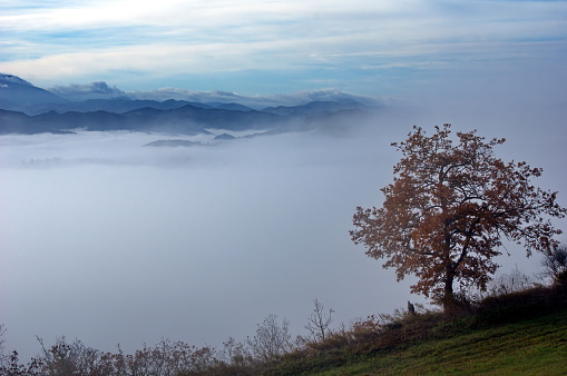 Dark Landscape in Fog with Old Oak Tree