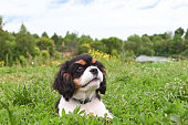 Charming cavalier Charles king spaniel puppy walks in park on green grass in summer