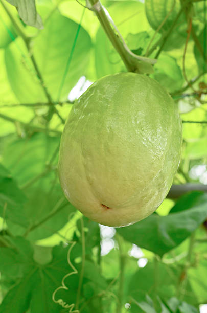 Passiflora quadrangularis stock photo