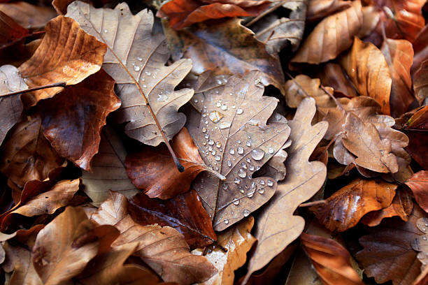 istock Autumn leaves - close up 186502465