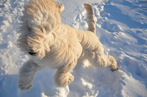 Golden Doodle jumping in the snow in late winter