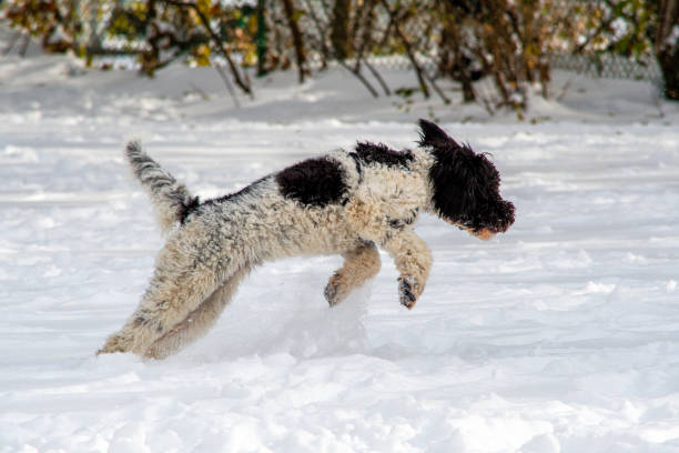 Golden Doodle jumping in the snow in late winter