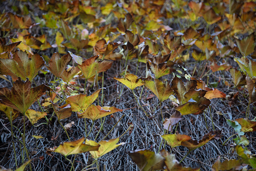 autumn and yellowed leaves