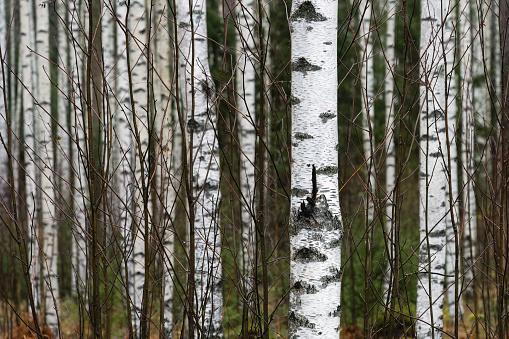 Birch tree trunks in autumn forest, close up.