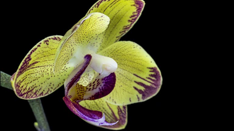 Beautiful Orchid flowers blooming on black background, close-up. 4K Timelapse.