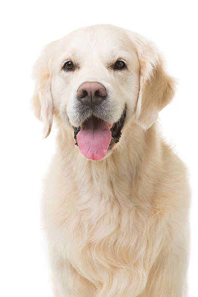 istock golden retriever dog sitting on isolated white 186505184