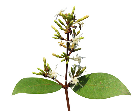 black creeper or Ichnocarpus frutescens, has a large number of traditional medicinal uses.