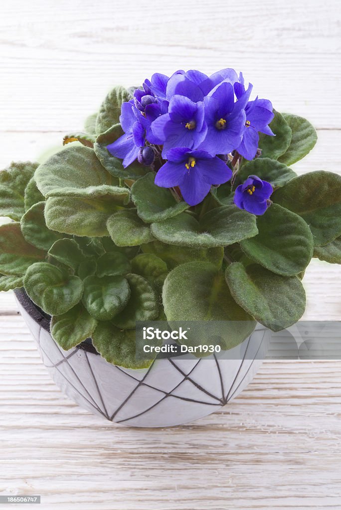 Saintpaulia ionantha Saintpaulia ionanthaSaintpaulia ionantha African Violet Stock Photo