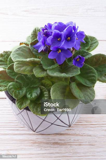 Saintpaulia Ionantha Stock Photo - Download Image Now - African Violet, Africa, Beauty In Nature