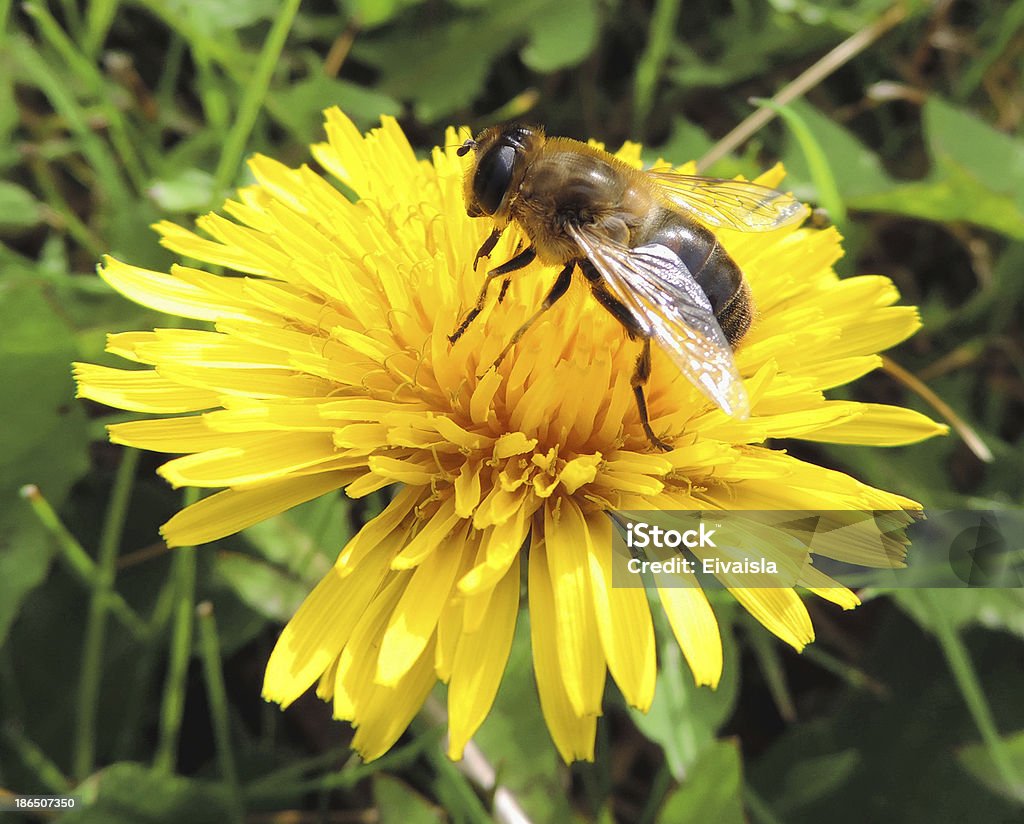 Honey bee Honey bee sitting on a yellow flower Bee Stock Photo