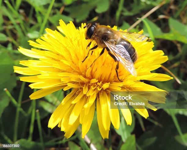 Honey Bee Stock Photo - Download Image Now - Bee, Beehive, Dandelion