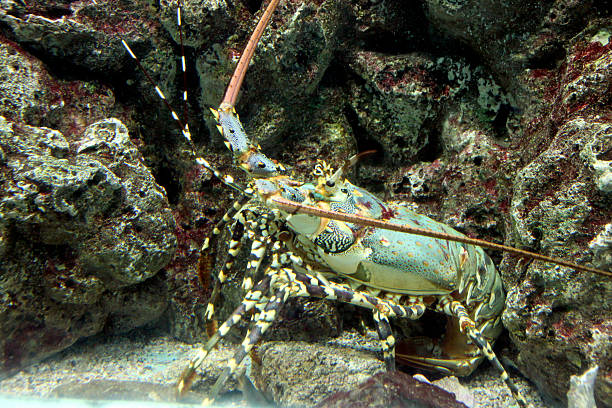 istock Crayfish spiny rock lobster being sheltered reef area. 186507521