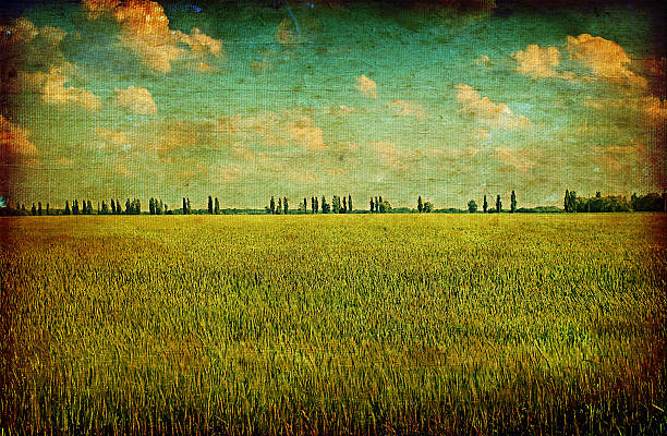 istock field of wheat 186508609
