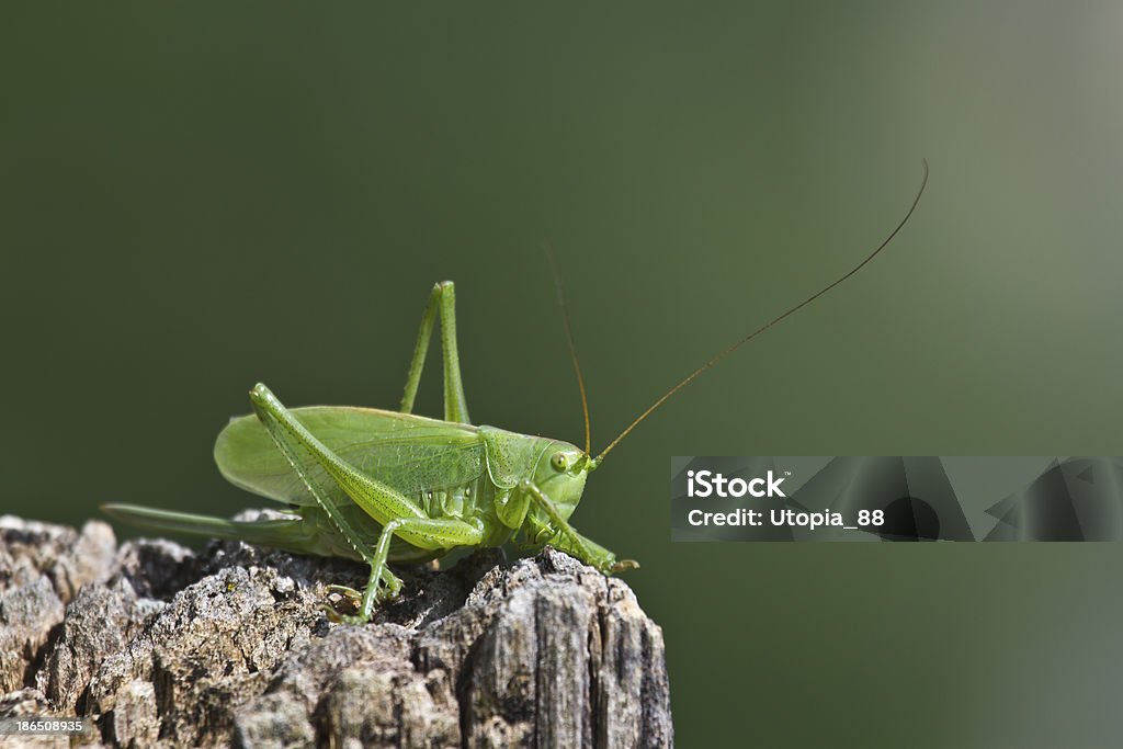 Verde Cespuglio-Cricket grande specie Tettigonia viridissima, Francia - Foto stock royalty-free di Ambientazione esterna