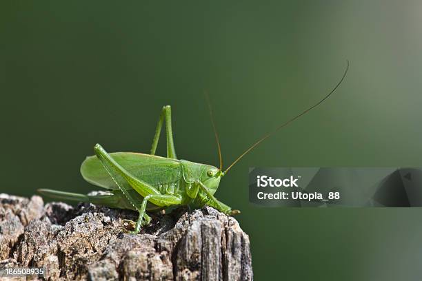 Verde Cespugliocricket Grande Specie Tettigonia Viridissima Francia - Fotografie stock e altre immagini di Ambientazione esterna