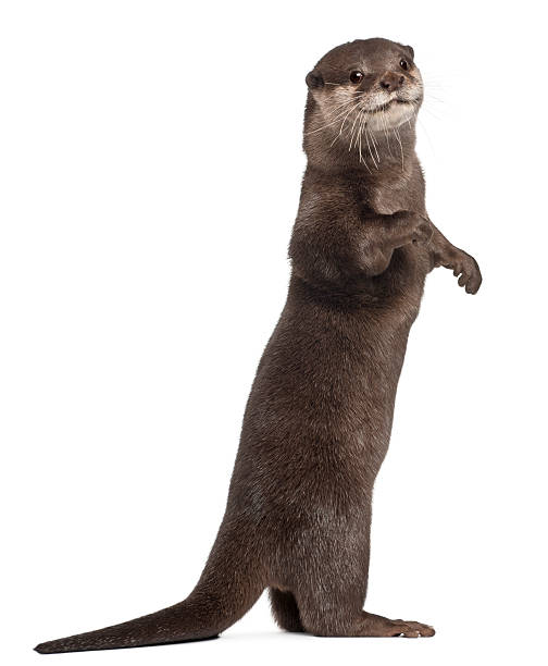 istock Oriental small-clawed otter, Amblonyx Cinereus, standing, white background. 186509916