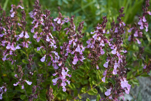Teucrium chamaedrys purple flowers close up