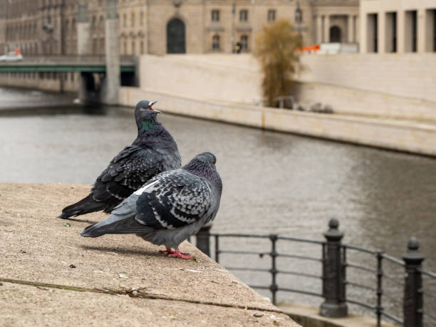 istock Pigeons sit on stone railings by the river. 1865101546