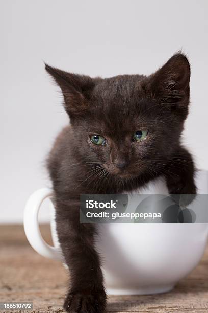 Schwarze Kätzchen Stockfoto und mehr Bilder von Apportieren - Apportieren, Borste, Einzelner Gegenstand