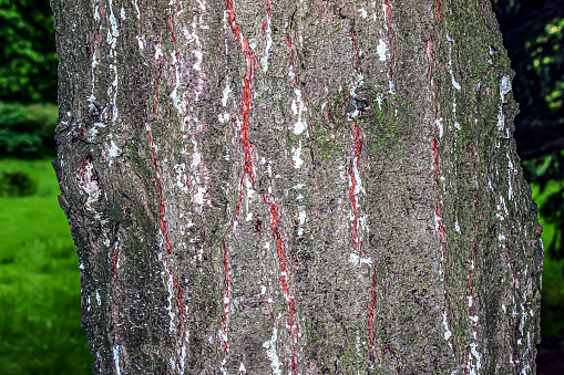 Pine bark close-up. Texture of Pinus strobus or Weymouth pine trunk. Background from living wood. Skin of the forest nature.