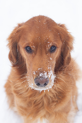 Golden retriever looking up against a white background