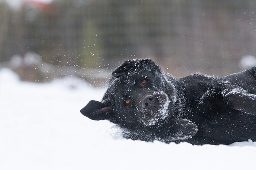 A goofy black lab rolls around in the snow.