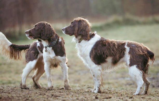 Something catches the attention of two
Field Spaniels